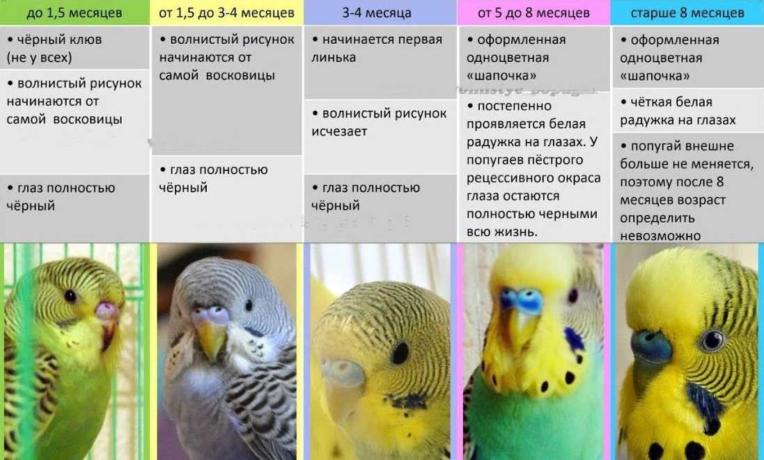 Имена для попугаев - список имен для мальчиков и девочек по видам