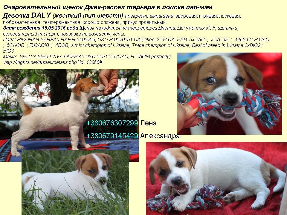 Парсон рассел терьер