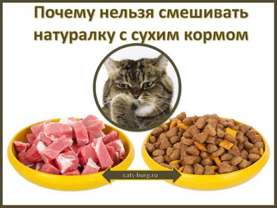 Можно ли кормить кошку сухим кормом