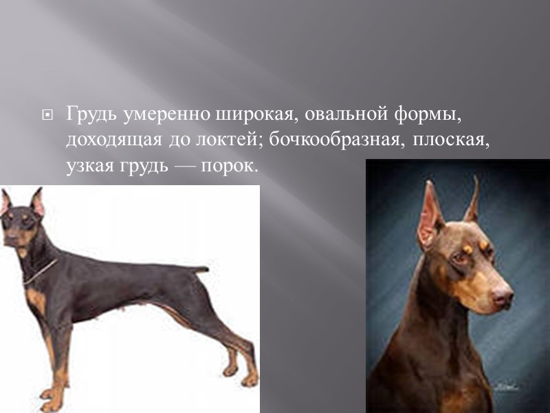 Доберман: характер породы, уход и здоровье, фотографии