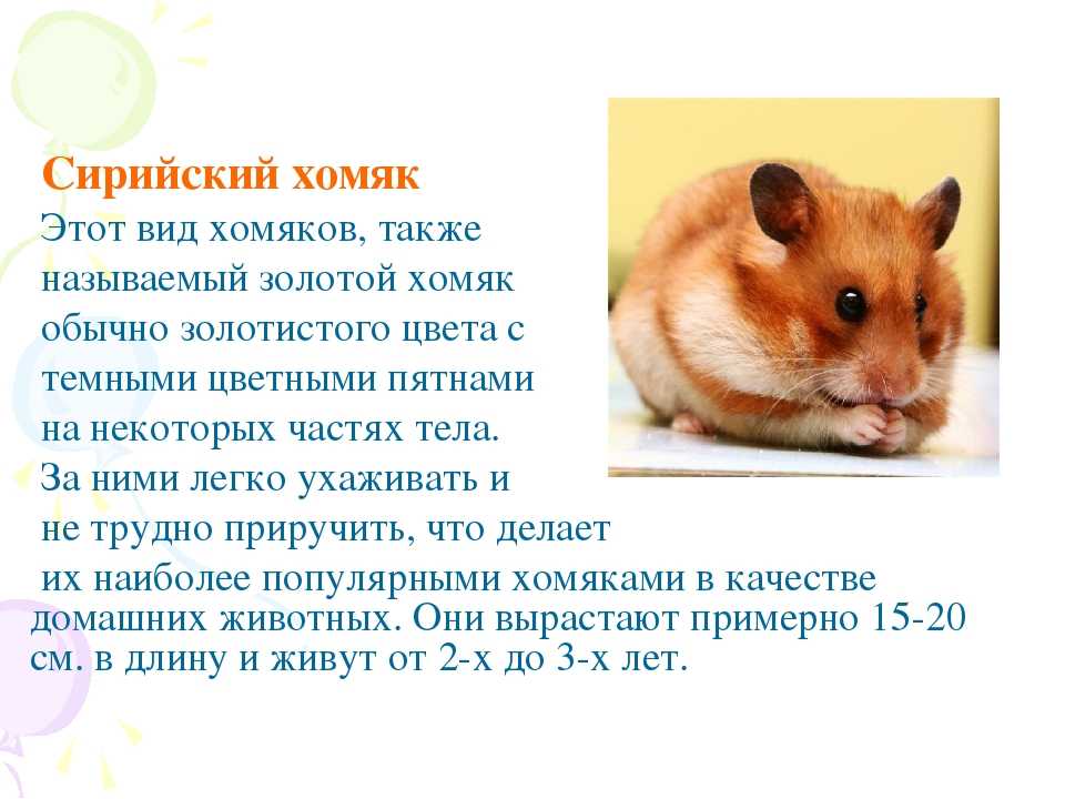 Сирийский хомяк