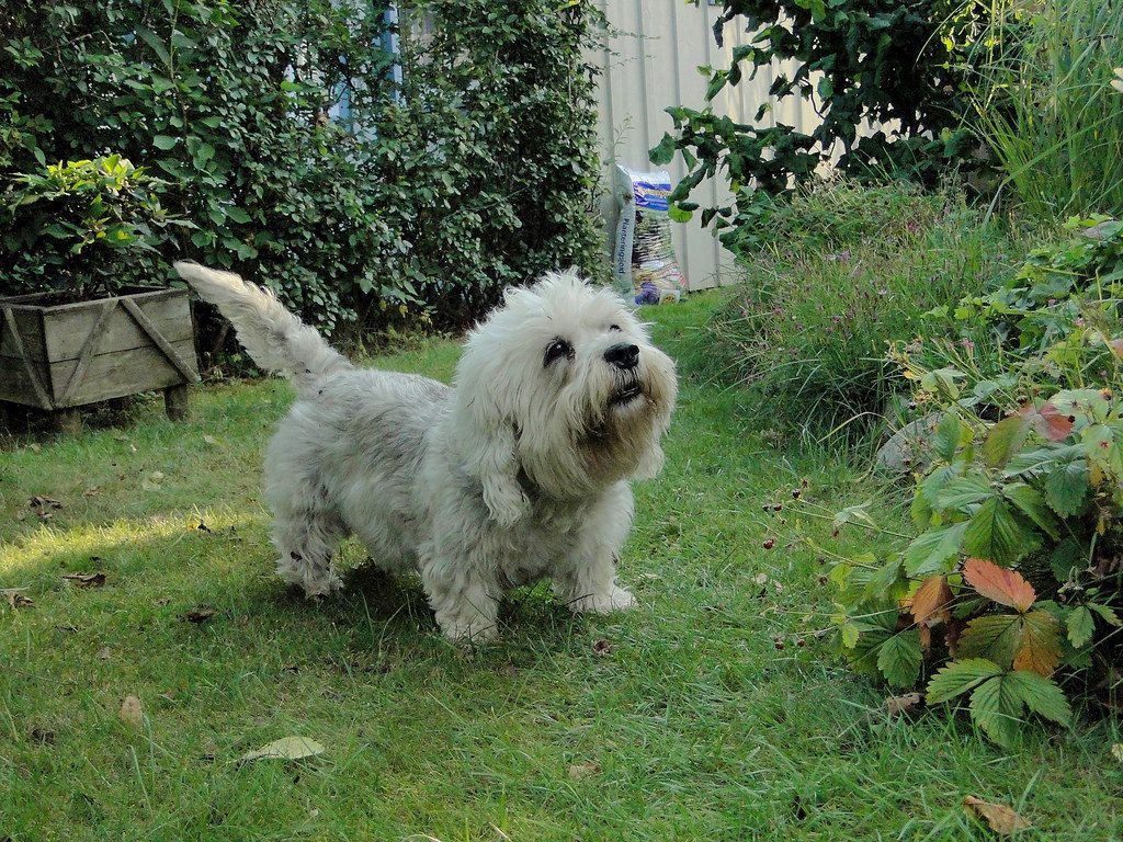 Денди динмонт терьер – собака с приятным характером. описание породы и фото.