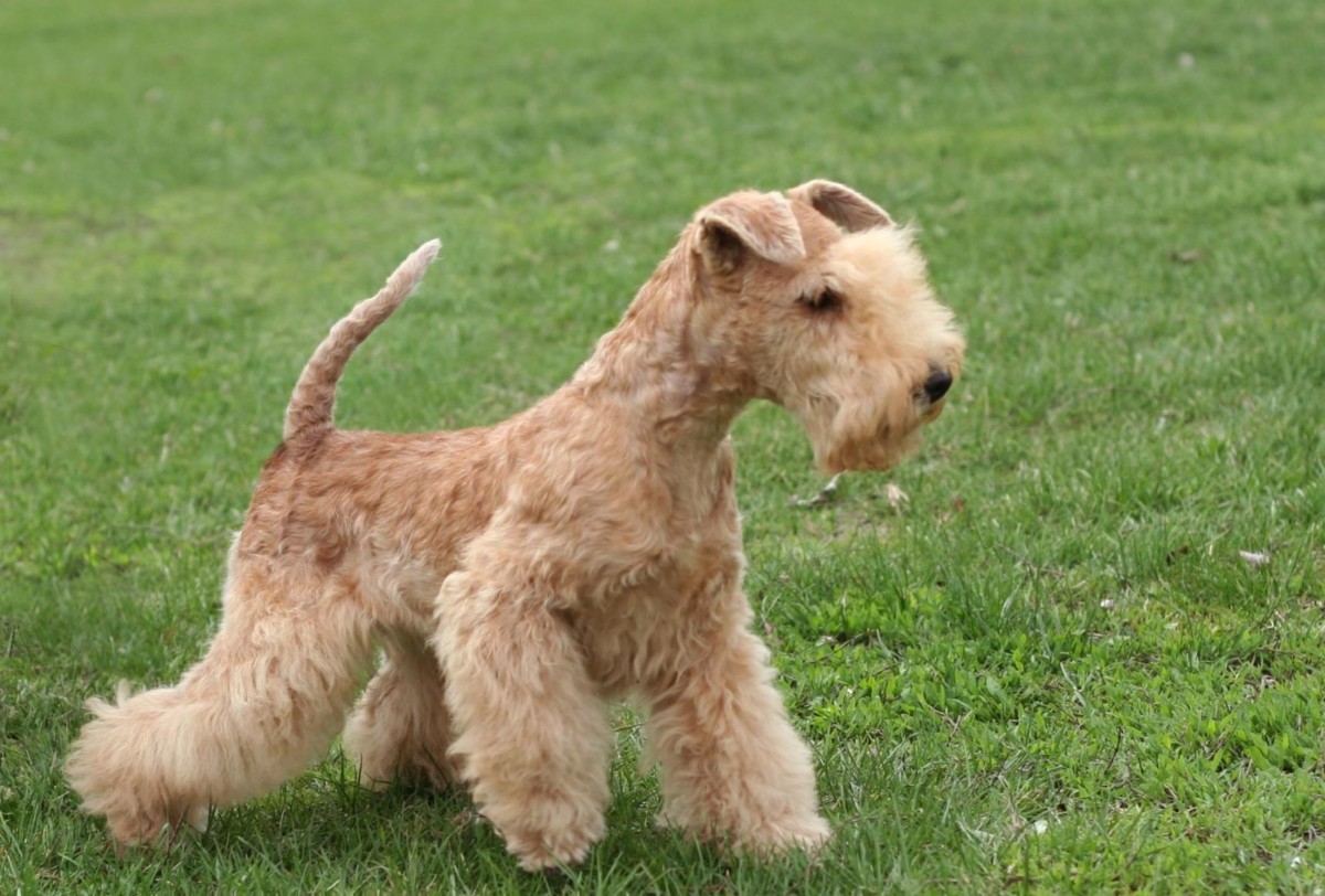 Описание породы собак лейкленд терьер с отзывами владельцев и фото