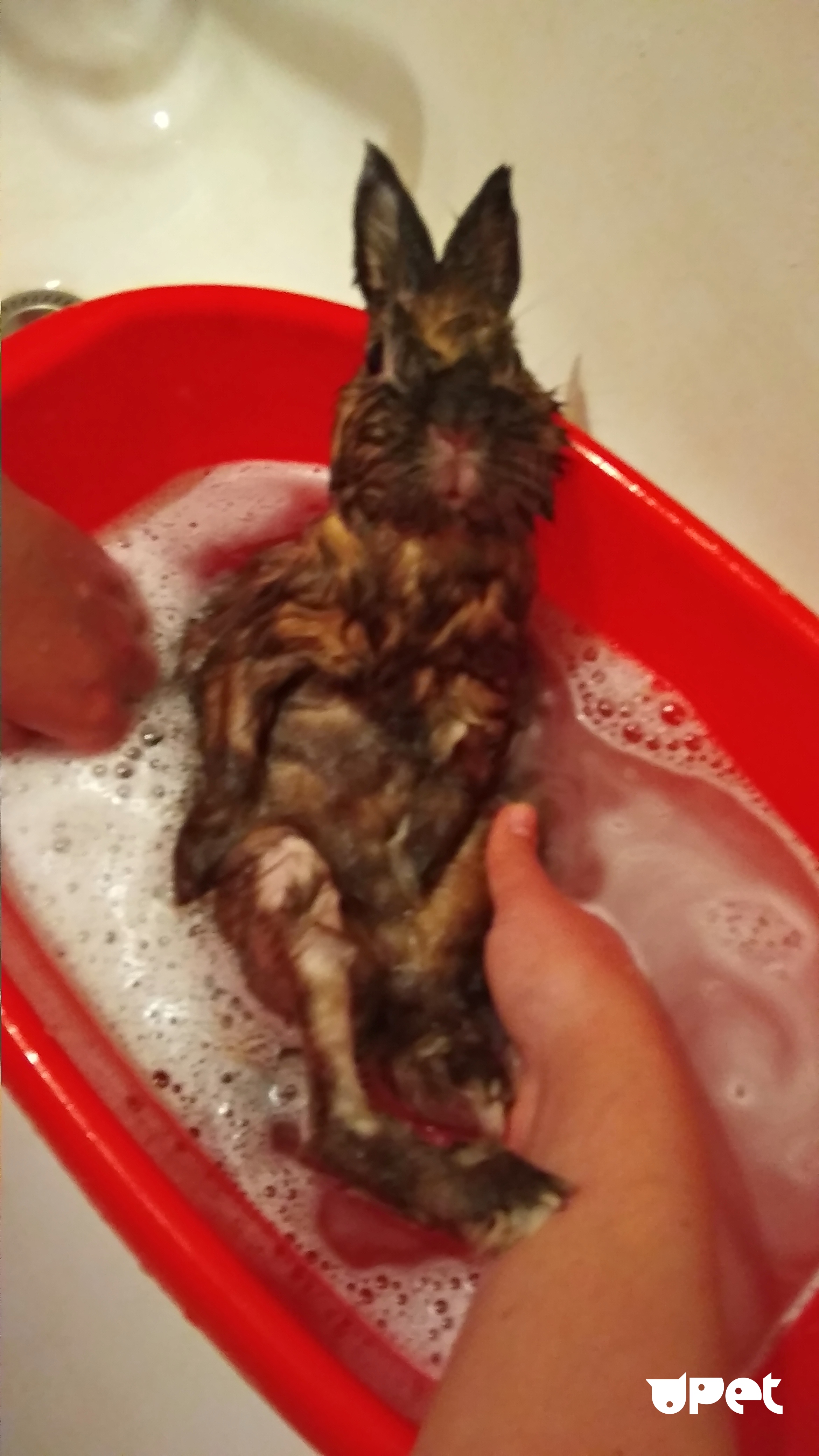 ᐉ как мыть кролика в домашних условиях? - zooon.ru