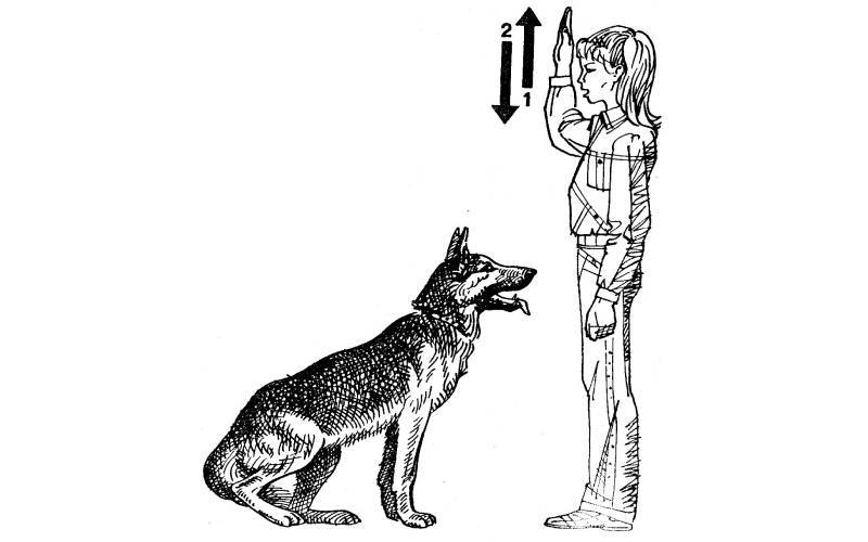 Комплекс: команды "сидеть", "лежать", "стоять" - dogzilla