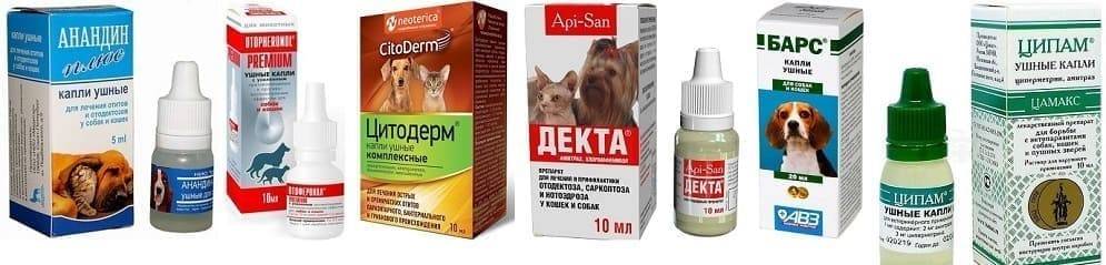 Ушной клещ: профилактика и лечение
