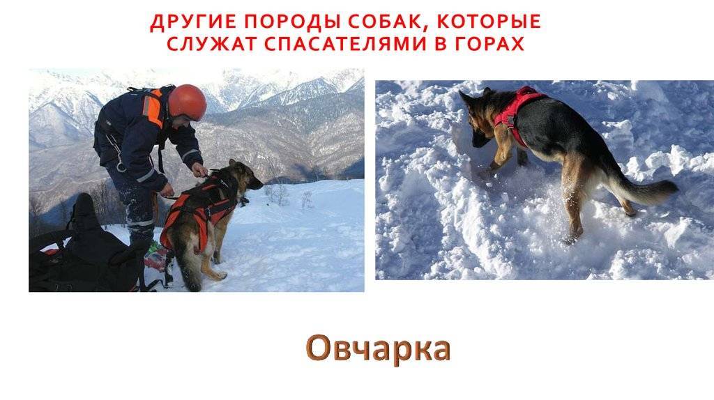 Собаки спасатели