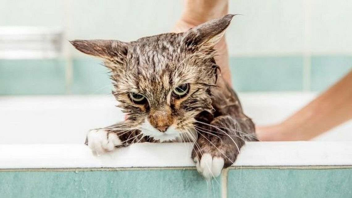Почему кошки боятся воды - 90 фото и видео как приучить кота к купанию