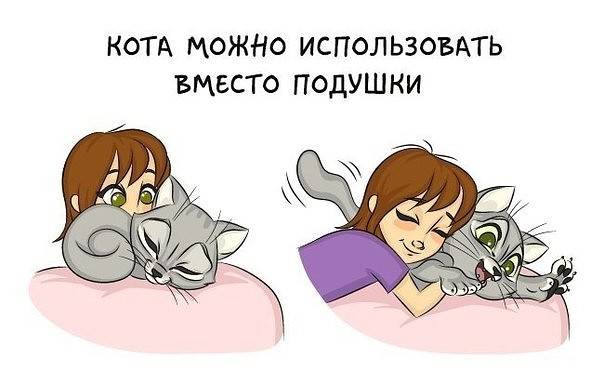 Как подружить двух кошек в одной квартире: советы и правила
