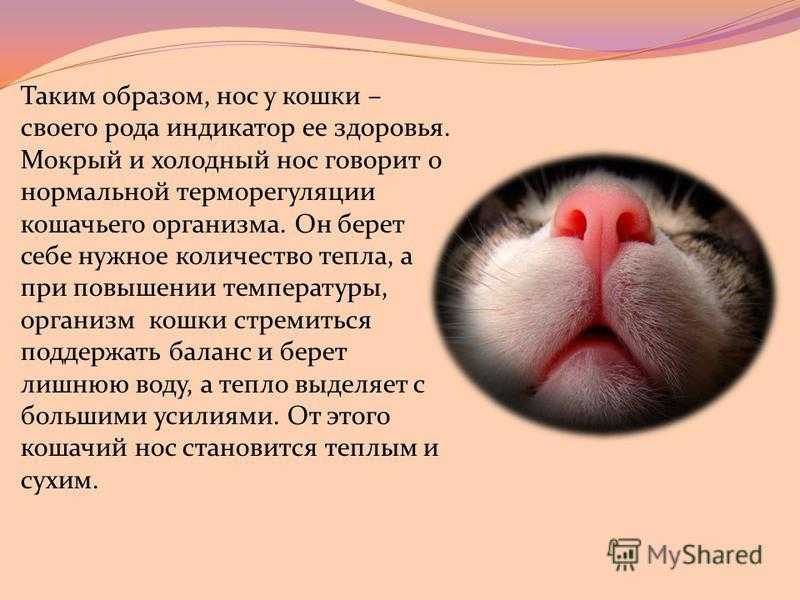 ᐉ мокрый и холодный нос у кошки - zoomanji.ru