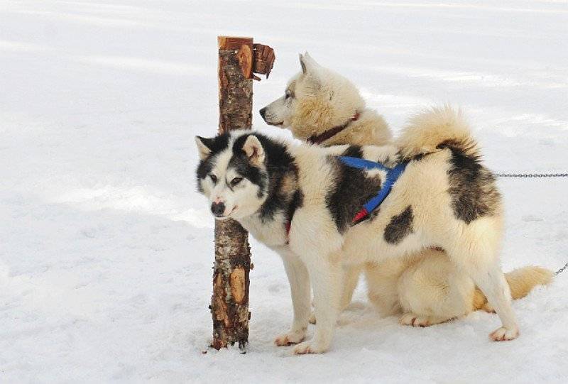Канадская эскимосская лайка (Инуитская собака)