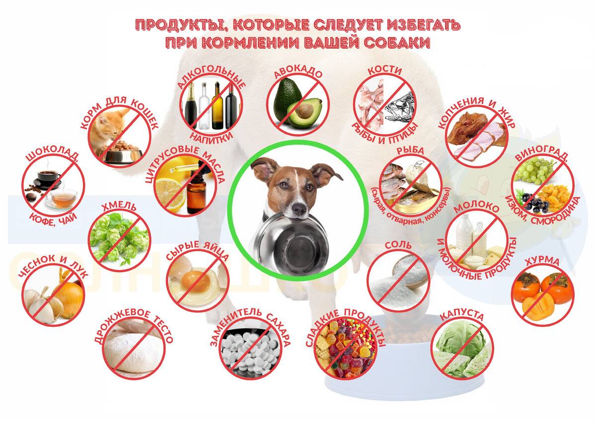 Натуралка для собак. что покупать и как при этом экономить.(wolcha.ru)