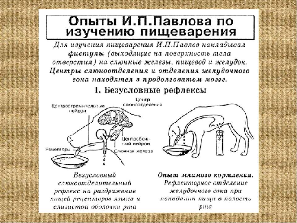 Собака павлова: что это такое? (результат эксперимента)