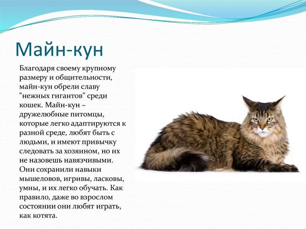 Мейн-кун: описание породы, характер, условия содержания и ухода  - mimer.ru