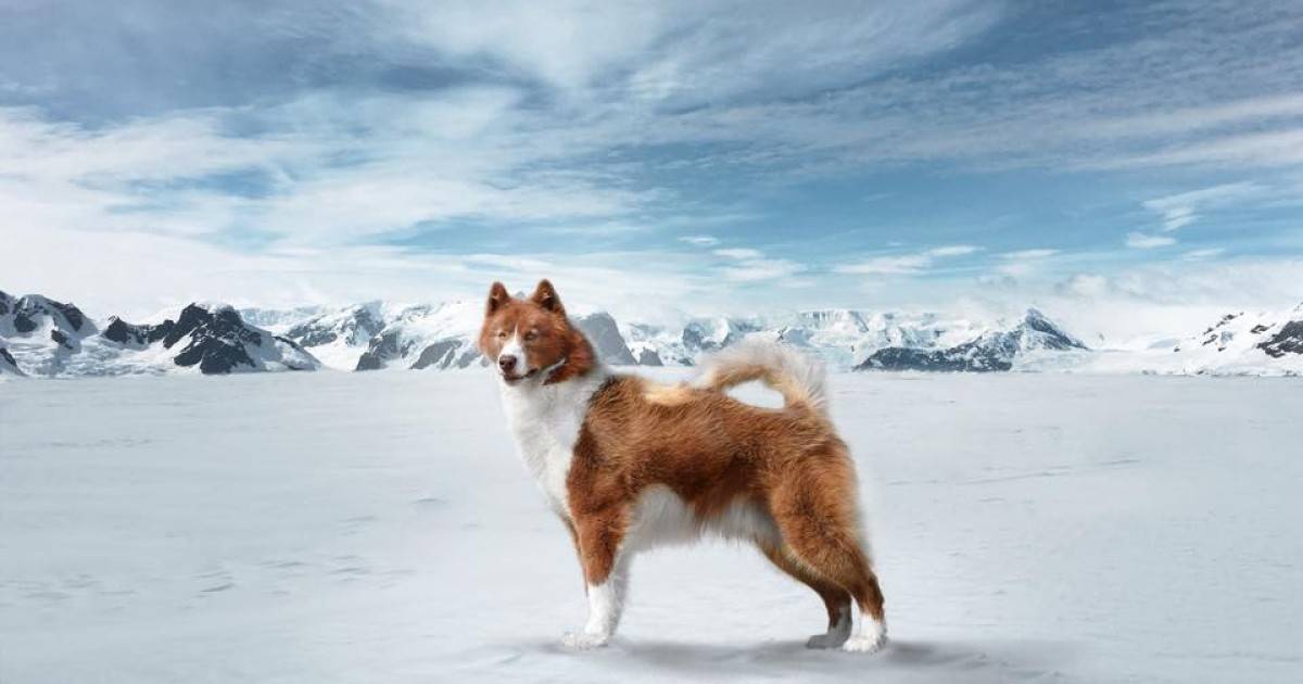Канадская эскимосская лайка: обзор породы собак с фото и видео
