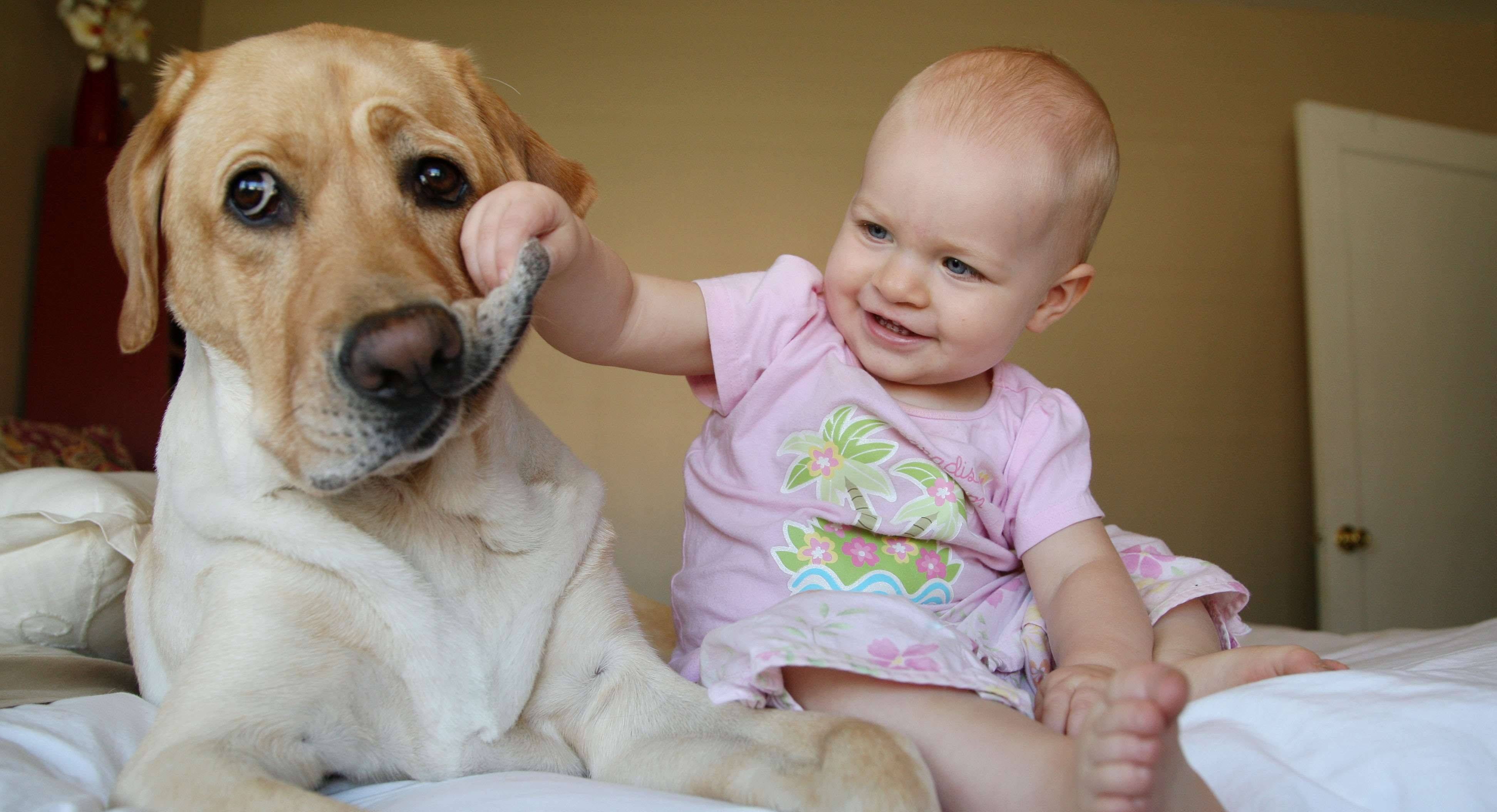 Собаки видео смешные для детей. Для детей. Животные. Собака для детей. Домашние животные для детей. Дети с животными.