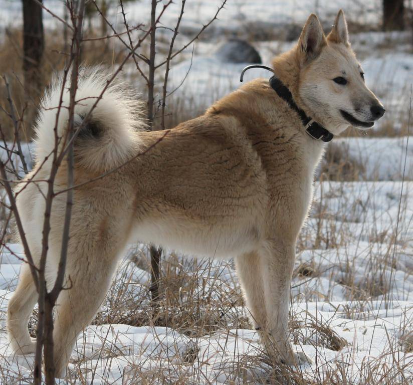 Восточно-сибирская лайка: фото, описание породы, характер и отзывы охотников