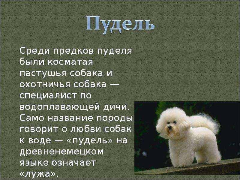 Описание породы королевский пудель: недостатки содержания в квартире, плюсы и минусы характера. история появления, отзывы владельцев, фото, стандарты роста и веса.