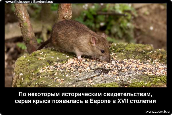 Как ухаживать за черной крысой: питание и размножение, среда обитания и внешний вид грызуна