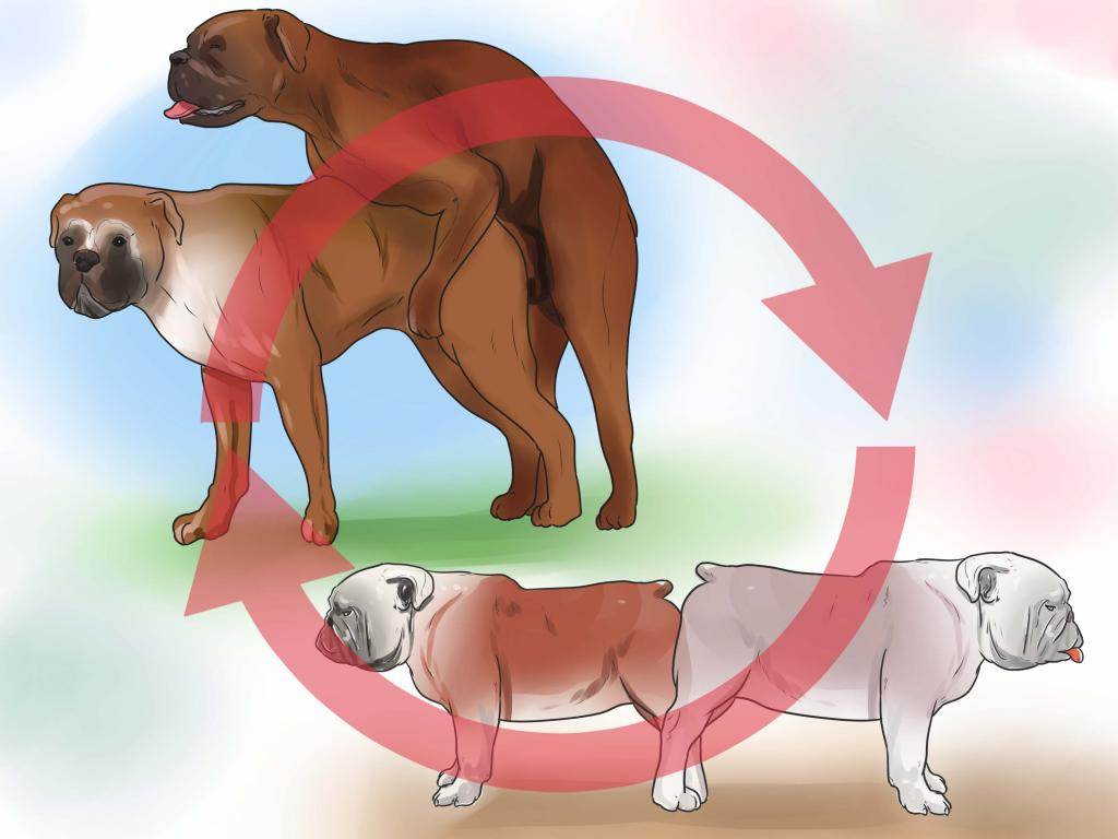 Случка собак: на какой день течки, когда и как правильно, в первый раз спаривать, что такое вязка