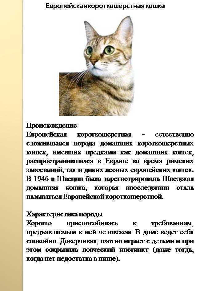 Короткошерстая европейская кошка: фото, характер, особенности, здоровье, история породы.