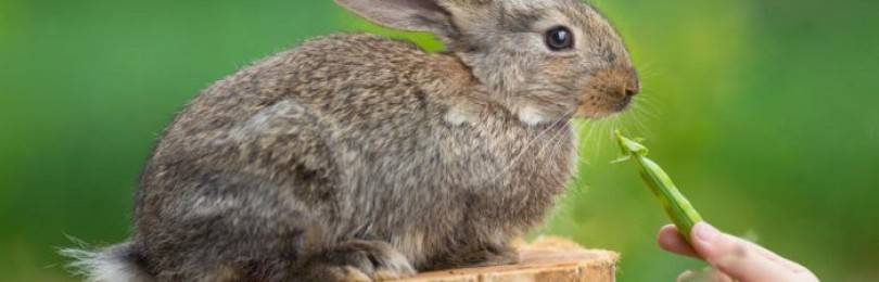 Можно ли кроликам давать горох: правила кормления и противопоказания