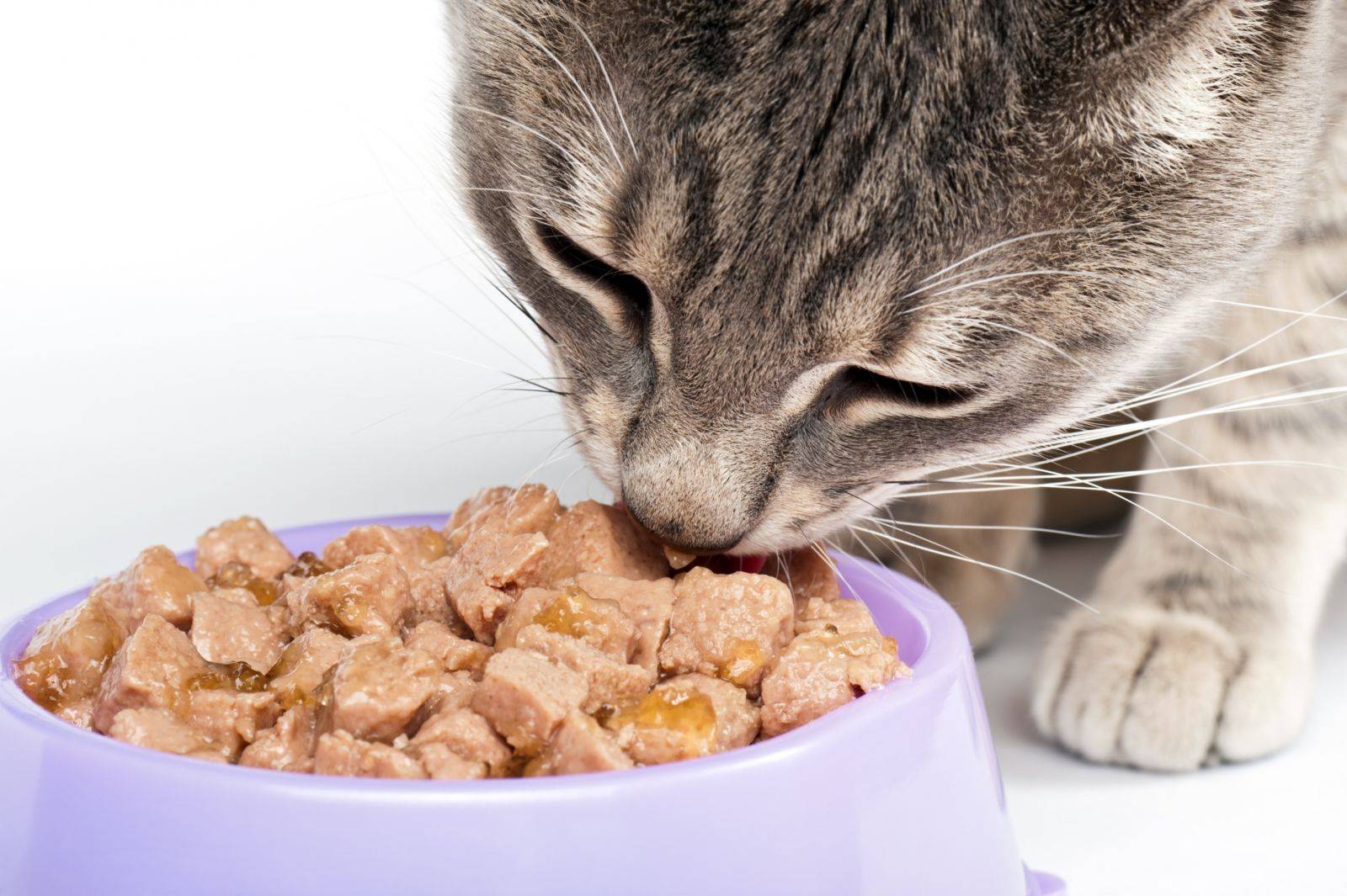 Состав корма для кошек: чем кормить хвостатого питомца