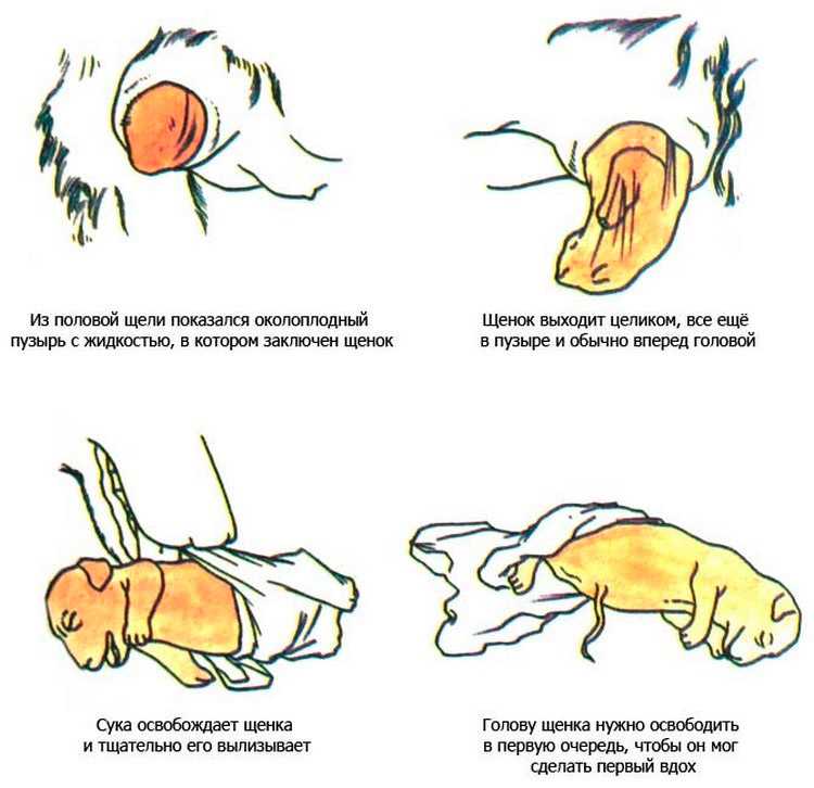 Выделения у беременной собаки на ранних и поздних сроках: что это такое, виды, нормально ли это
