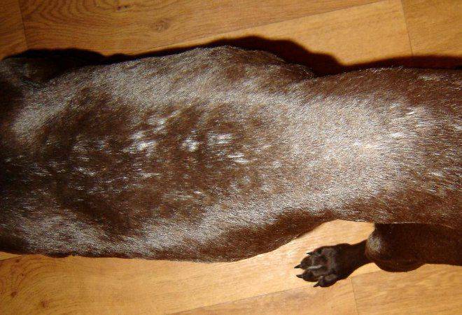 Мокнущая экзема у собак – чем опасна и как лечить