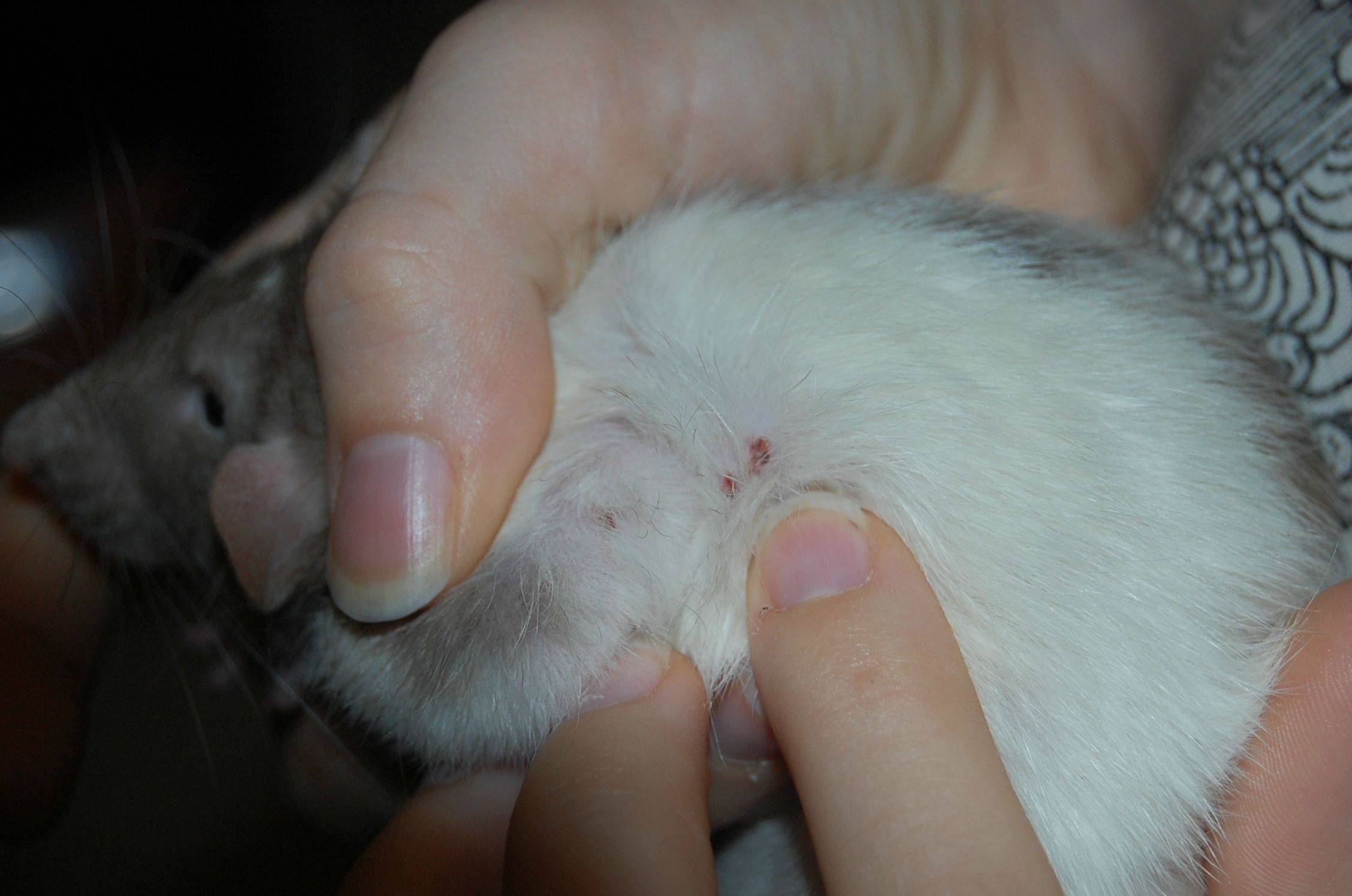 Как избавиться от вшей, блох, клещей, глистов и других паразитов у крысы