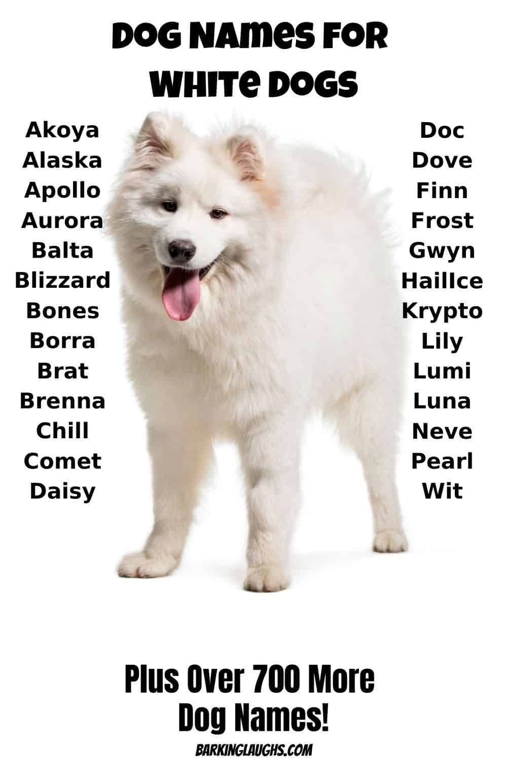 Как назвать щенка имена