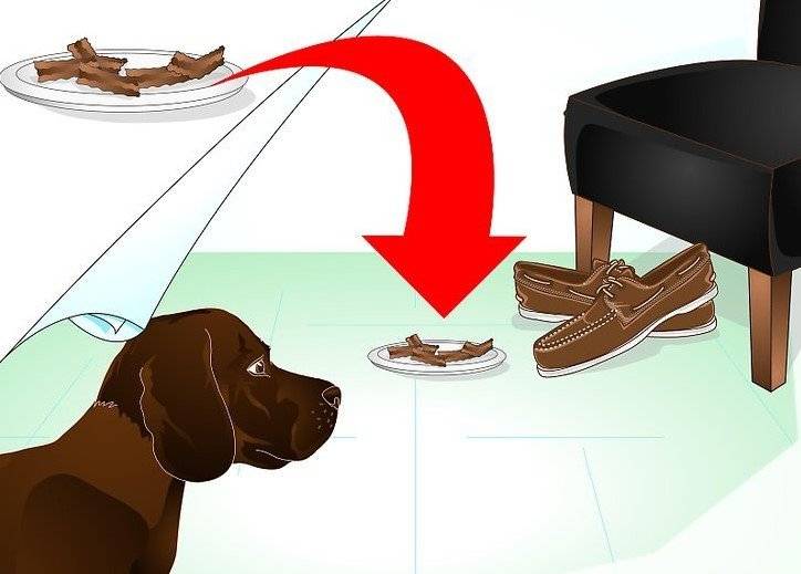 Как отучить собаку метить (с иллюстрациями) - wikihow