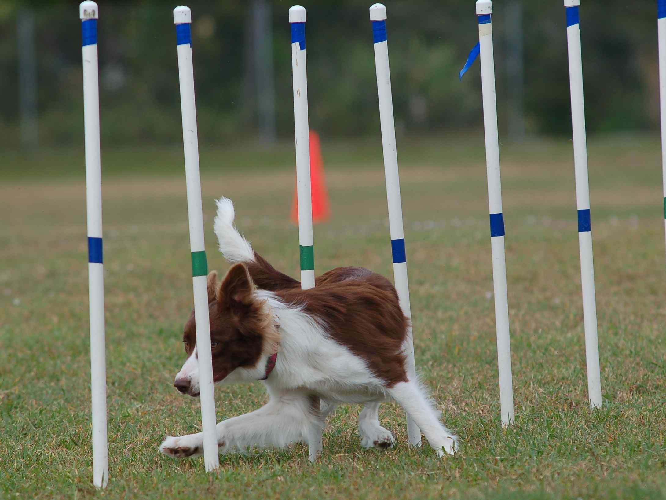 Аджилити для собак: вид спорта для активных четвероногих