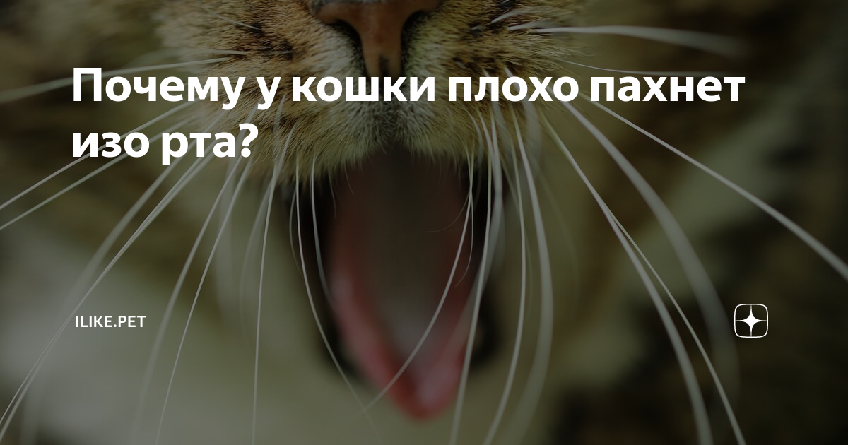Неприятный запах от кошки: причины возникновения и методы устранения запаха | звери дома