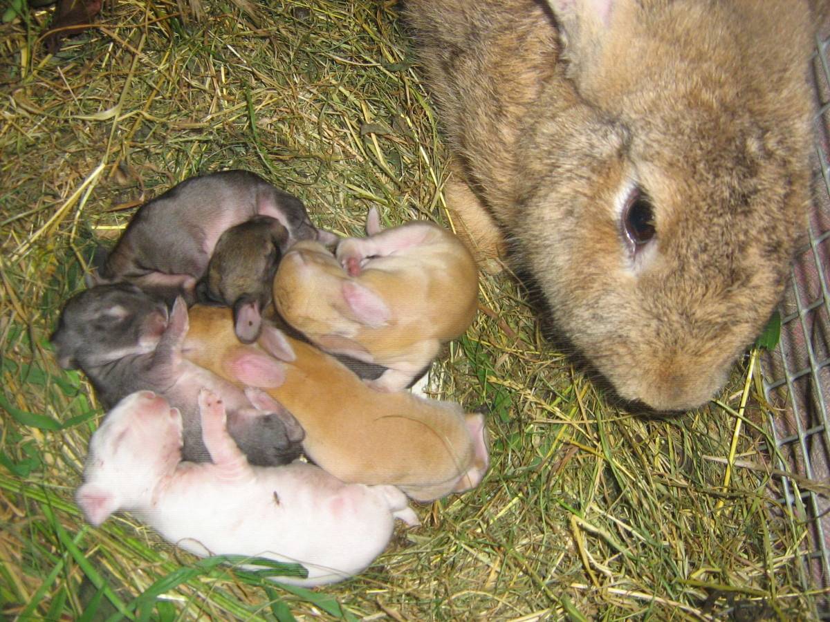 Беременна ли крольчиха. Новорождённые крольчата. Новорожденный крольчонок.