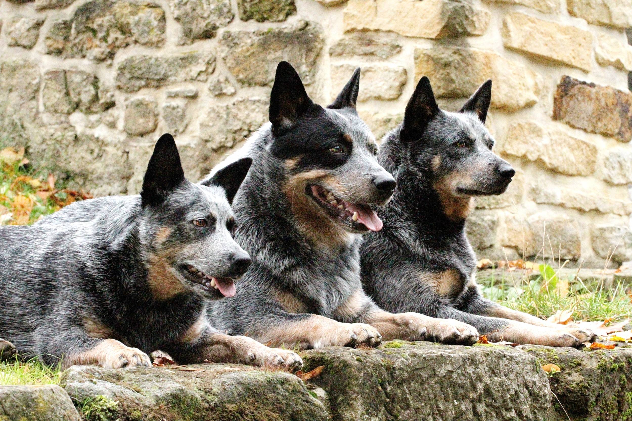 Австралийская пастушья собака хилер (кеттл дог): описание и характеристики породы, фото, содержание и уход за щенками