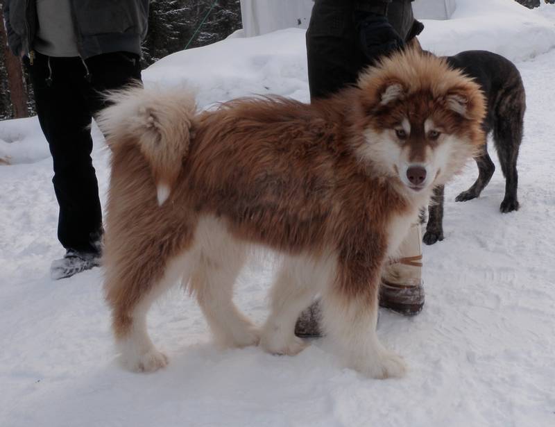 Лютоволки старков: обзор северной инуитской собаки