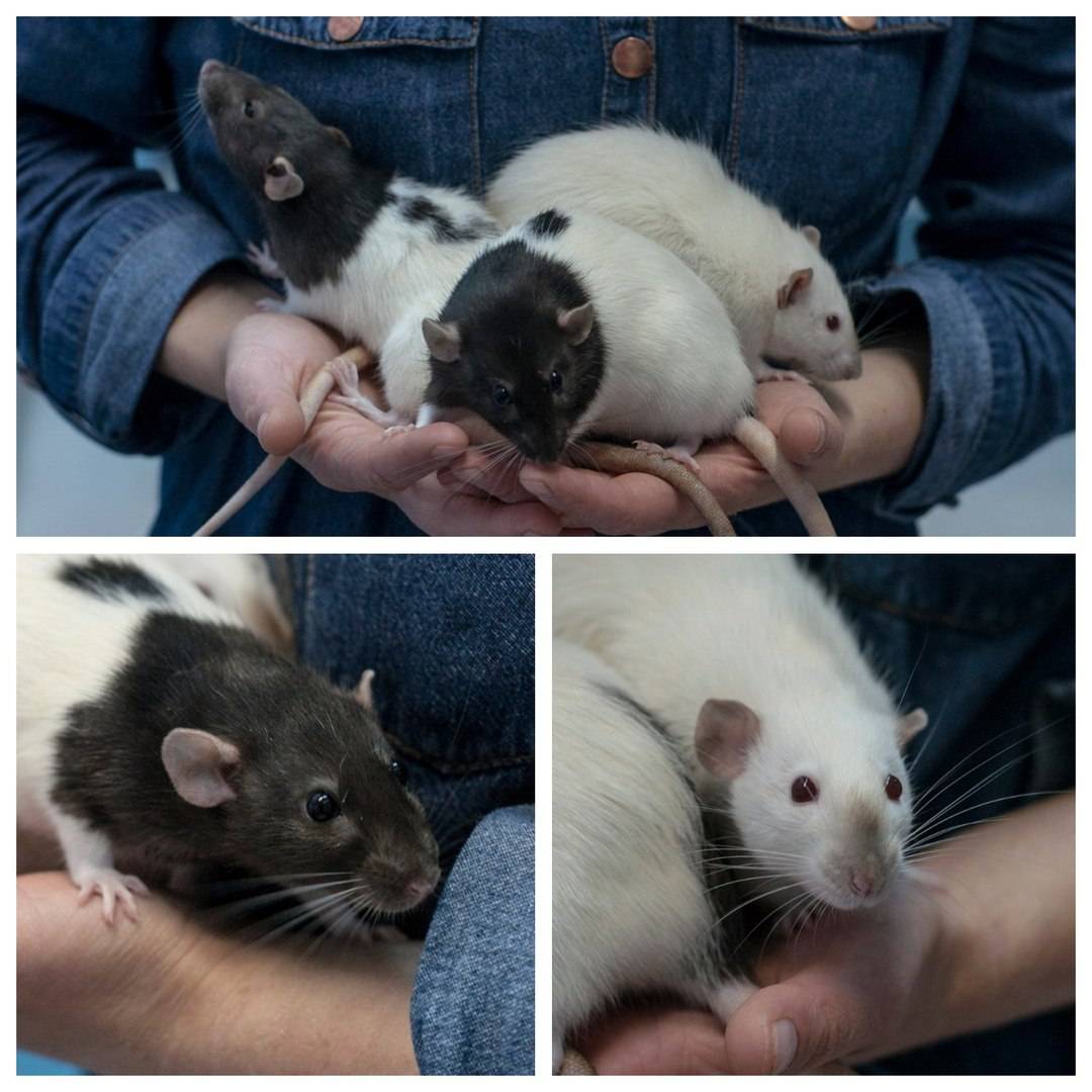 Дамбо размеры. Крыса Дамбо самец. Крыса Дамбо 2 месяца. Размер декоративной крысы Дамбо. Декоративная крыса и крыса Дамбо.