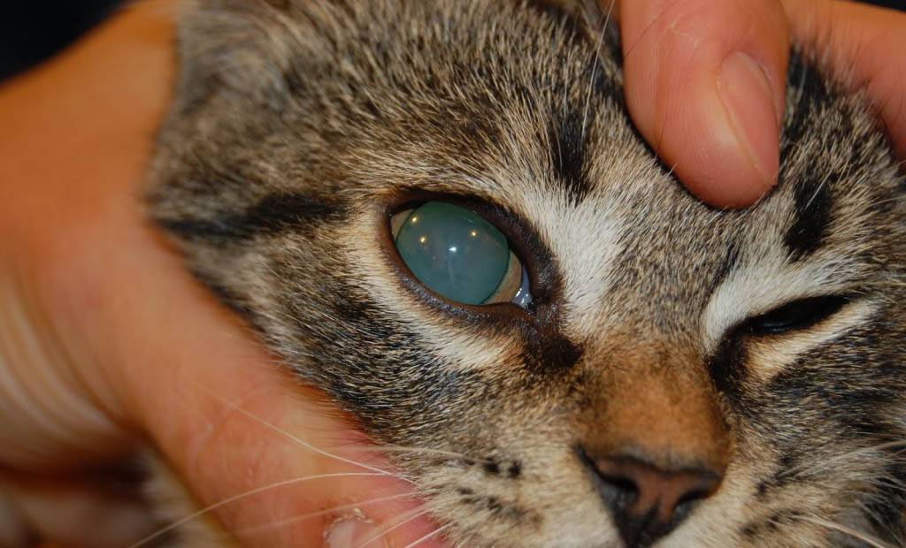 Болезни глаз у кошек: список, фото симптомов, причины и правильная диагностика заболевания