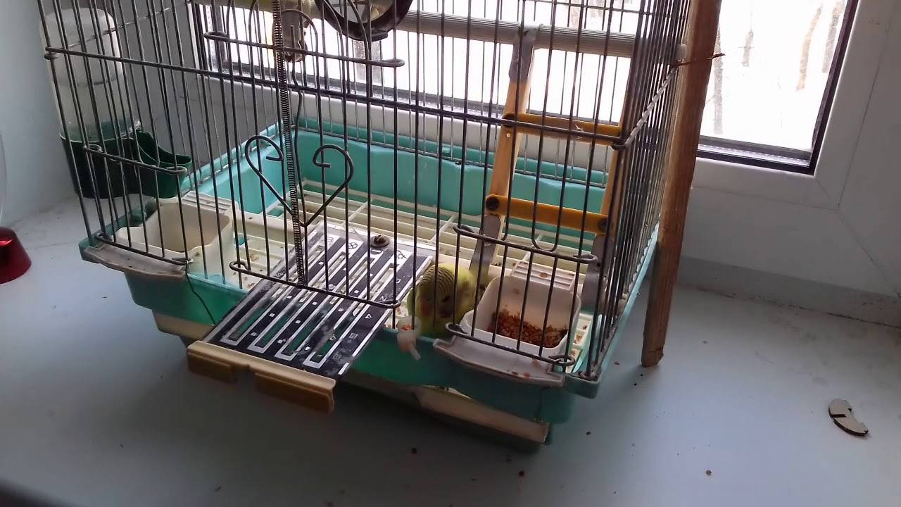 Первые дни волнистого попугая дома: адаптация после покупки, почему мечется по клетке или не чирикает, как понять, что попугай адаптировался