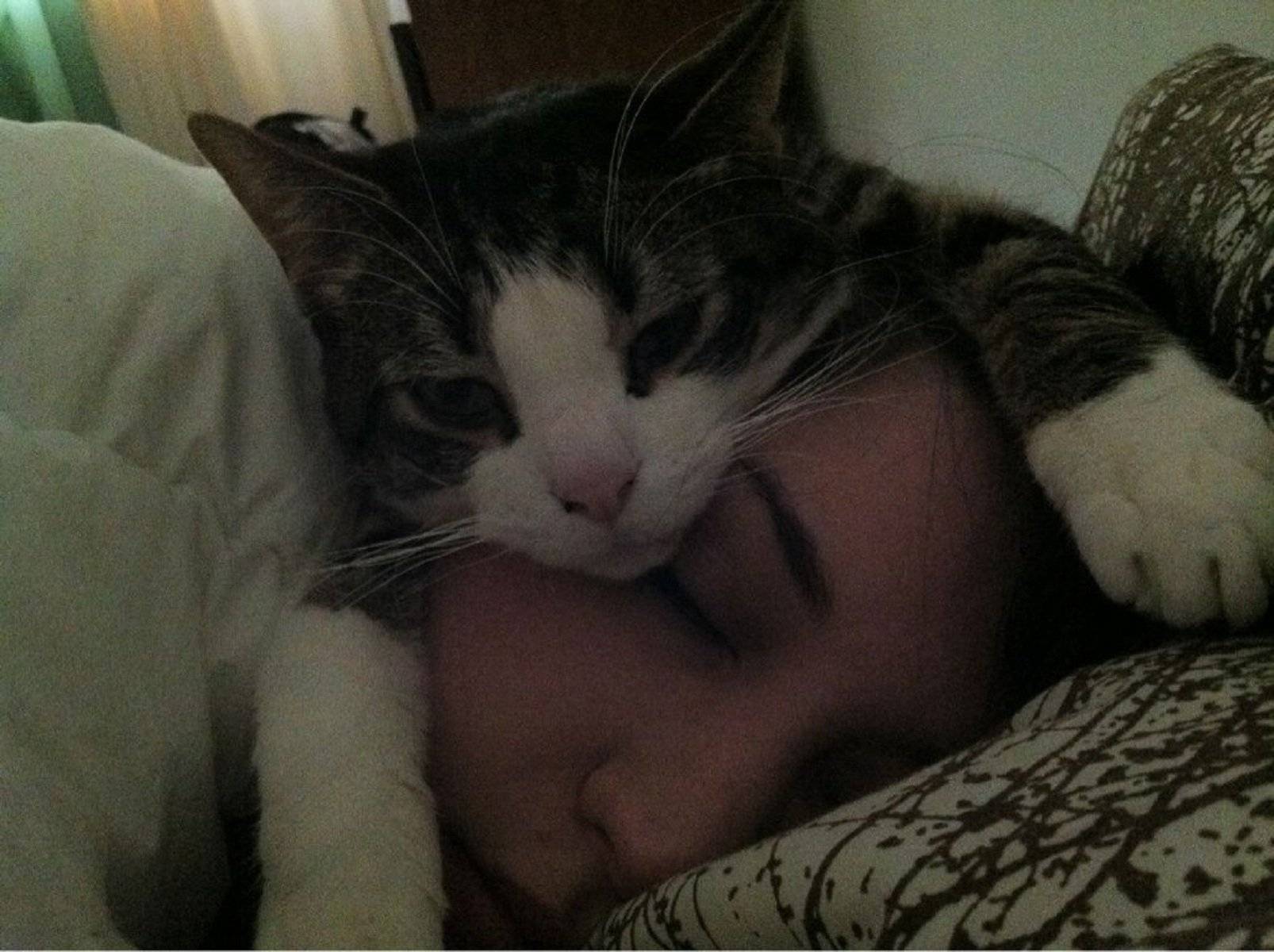 Почему кошки спят со мной. Кот лежит на человеке.