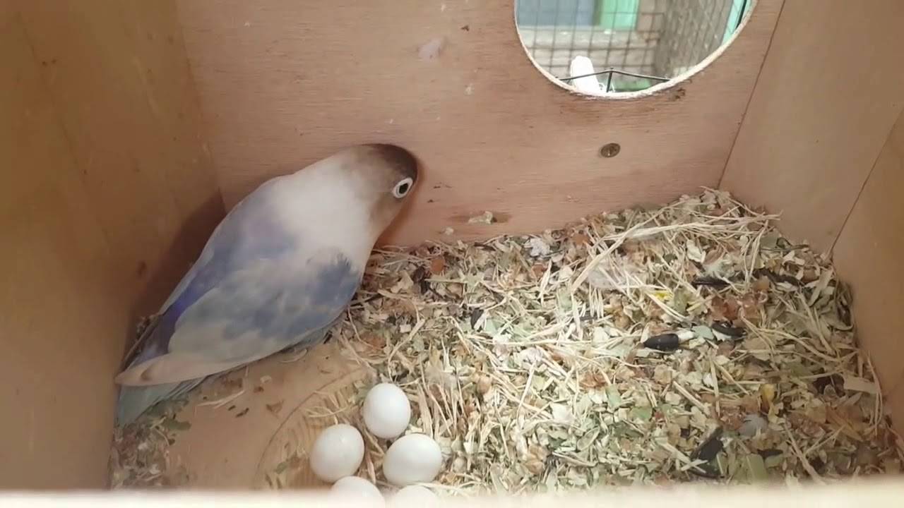 Для чего необходимо гнездо волнистым попугаем и как сделать своими руками