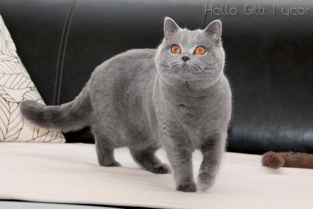 Кличка британца. Брит кошка Британская. Кличка для британского кота серого цвета. Как назвать серого кота. Кличка кошки Брита.