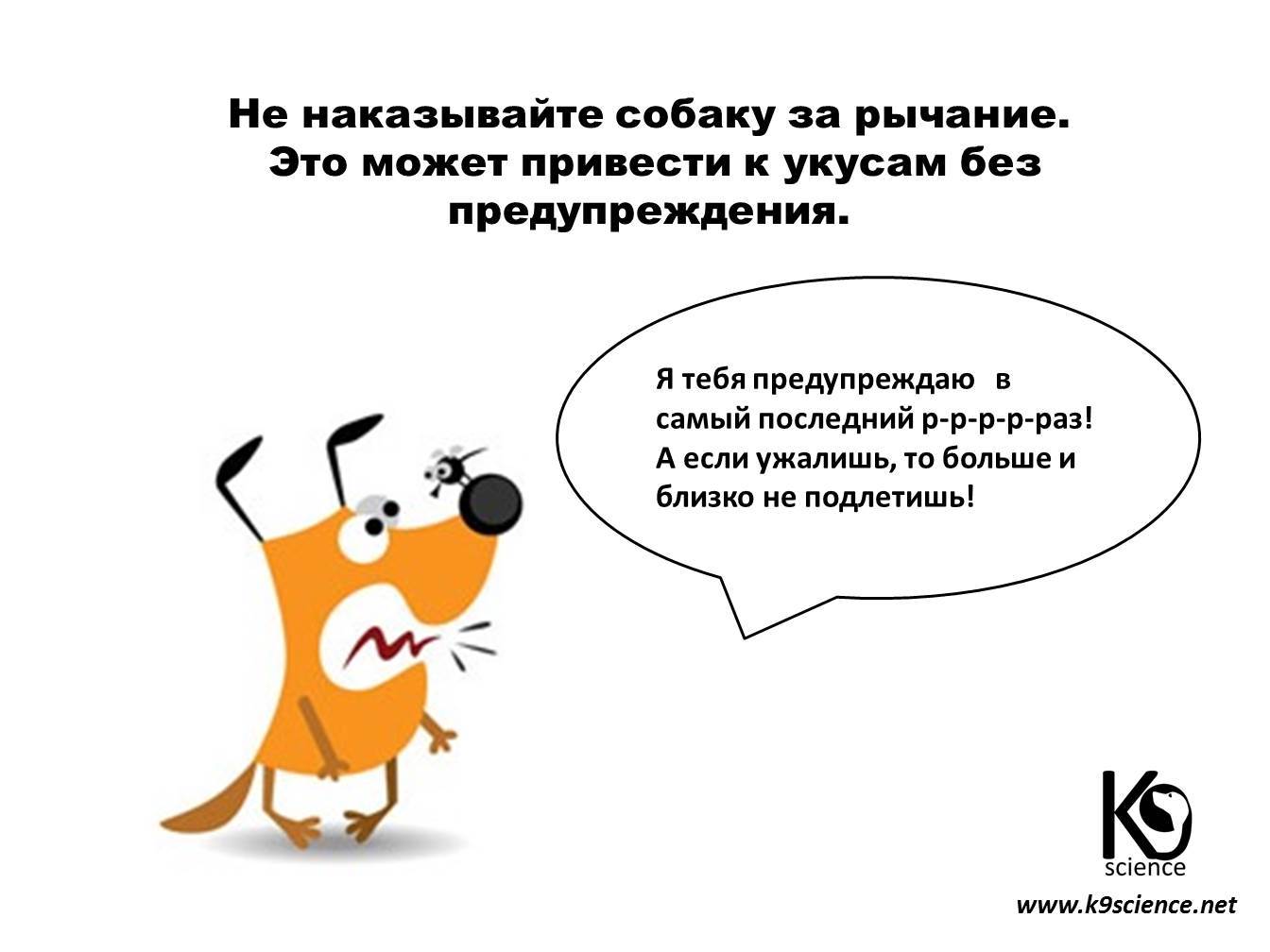 Как наказывать собаку правильно за непослушание