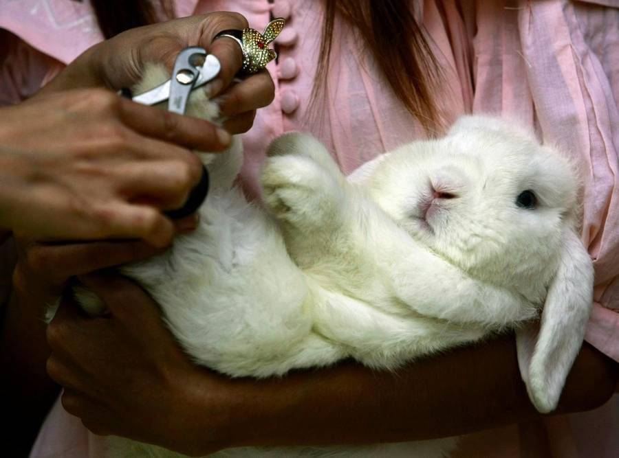 Как подстричь когти кролику