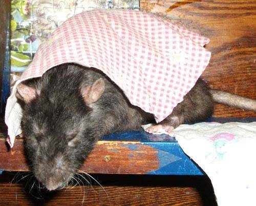 Умирает домашняя крыса, как понять, признаки, что делать после гибели