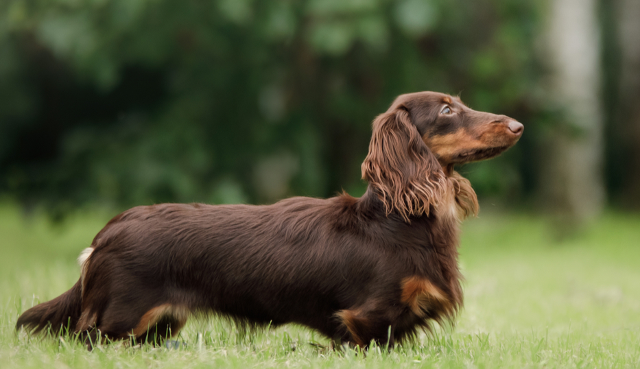 Длинношерстная такса - описание породы и характер собаки