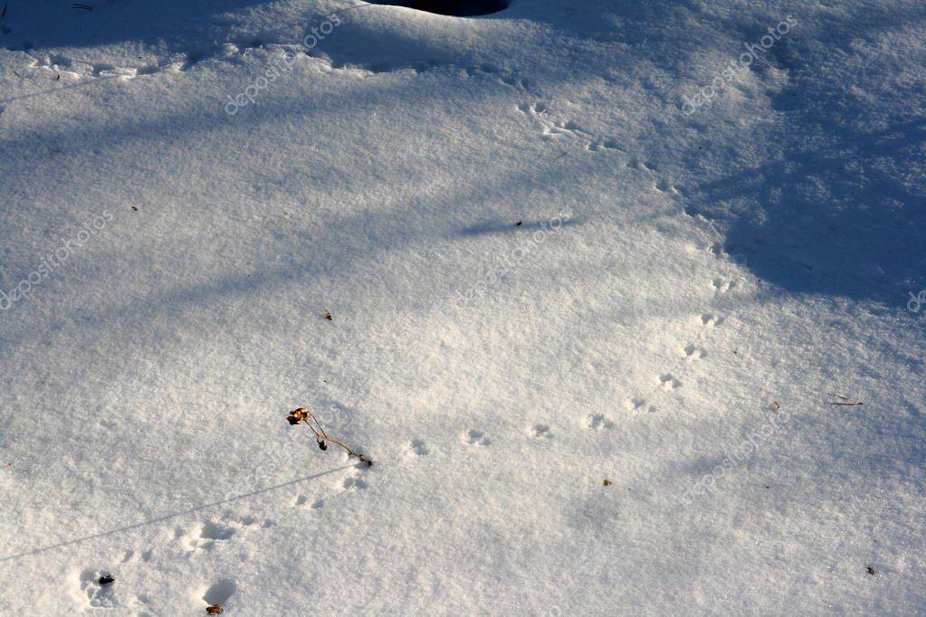 Как выглядят следы крысы на снегу: фото и описание следов