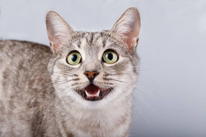 Топ-10 звуков, которые нравятся кошкам - круглосуточная ветеринарная клиника вет-дух
