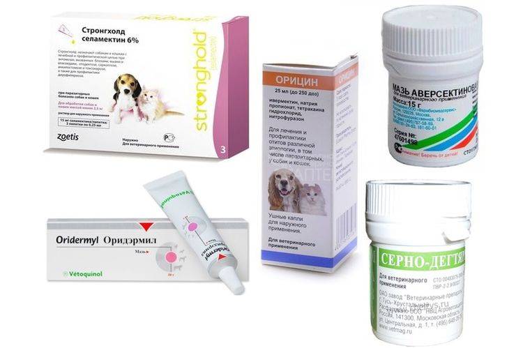 Аллергия у собак: как выглядит, на что может быть, как снять симптомы и провести лечение
